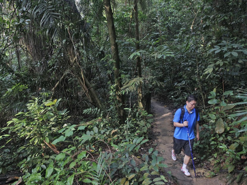 A sense of sadness, concern with looming closure of Bukit Timah Nature Reserve
