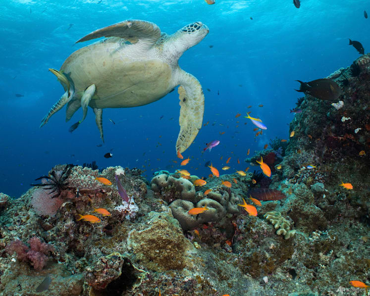 Australia pledges US$704 million to save Great Barrier Reef