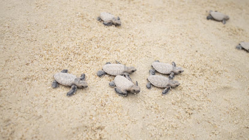 100 hawksbill turtles released into the sea after rare hatching on Sentosa