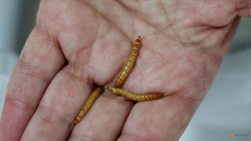 Serbian scientists experiment with mealworms to degrade polystyrene