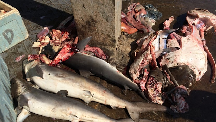 How one S’porean is caring for sharks by caring for fishermen