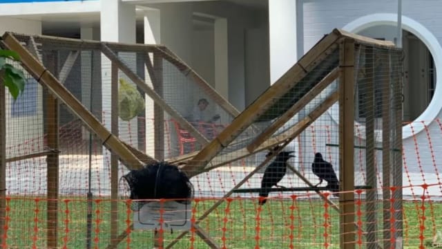 国家公园局大巴窑设陷诱捕乌鸦 电眼实时观察情况