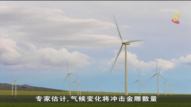 美国风电厂去年杀死170只金雕
