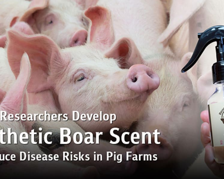 Chula Researchers Develop Synthetic Boar Scent Mimicking Natural Pheromones to Reduce Disease Outbreak Risks in Pig Farms