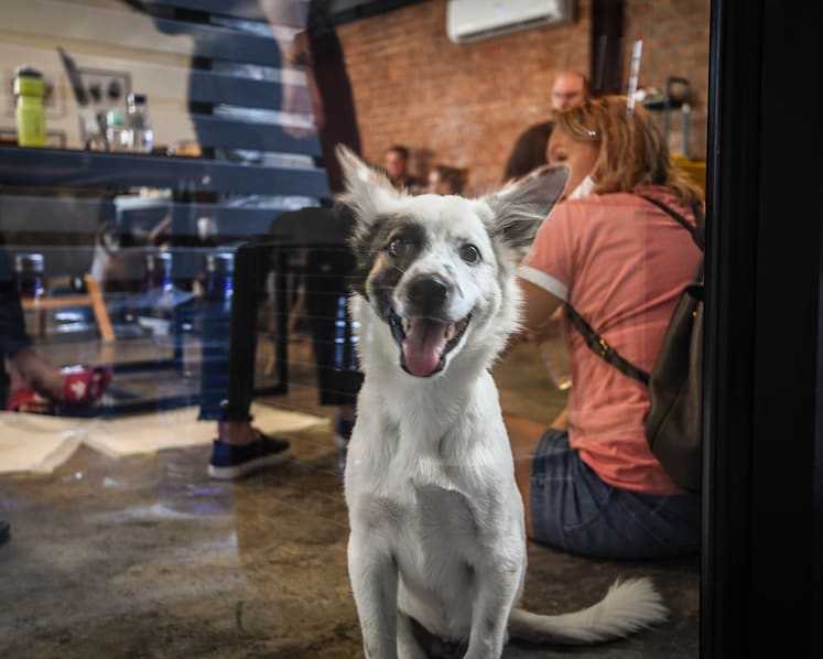 Thailand's puppy cafe helps vulnerable dogs find their forever home