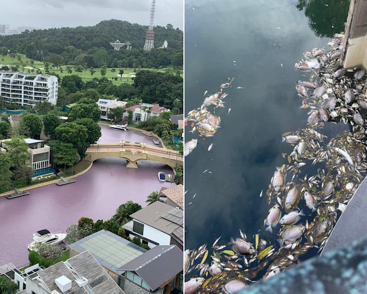 Sentosa Cove waters turn pink, smell rotten; one resident calls it an ‘environmental disaster’