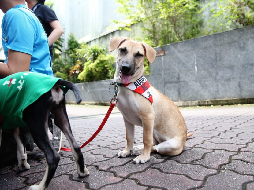 Guidelines by the Rehoming and Adoption Workgroup stipulate that techniques used for training of dogs should be science-based and should avoid causing excessive pain, fear or anxiety.