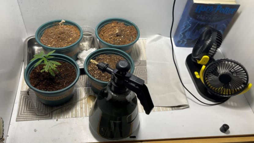 Teen arrested in Yishun after cannabis plant, cultivation attempts found in CNB raid Teen arrested in Yishun after cannabis plant, cultivation attempts found in CNB raid