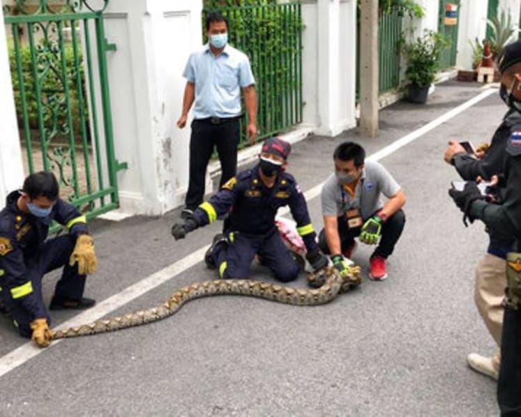 Bangkok's snakes keep catchers busy despite COVID-19 surge
