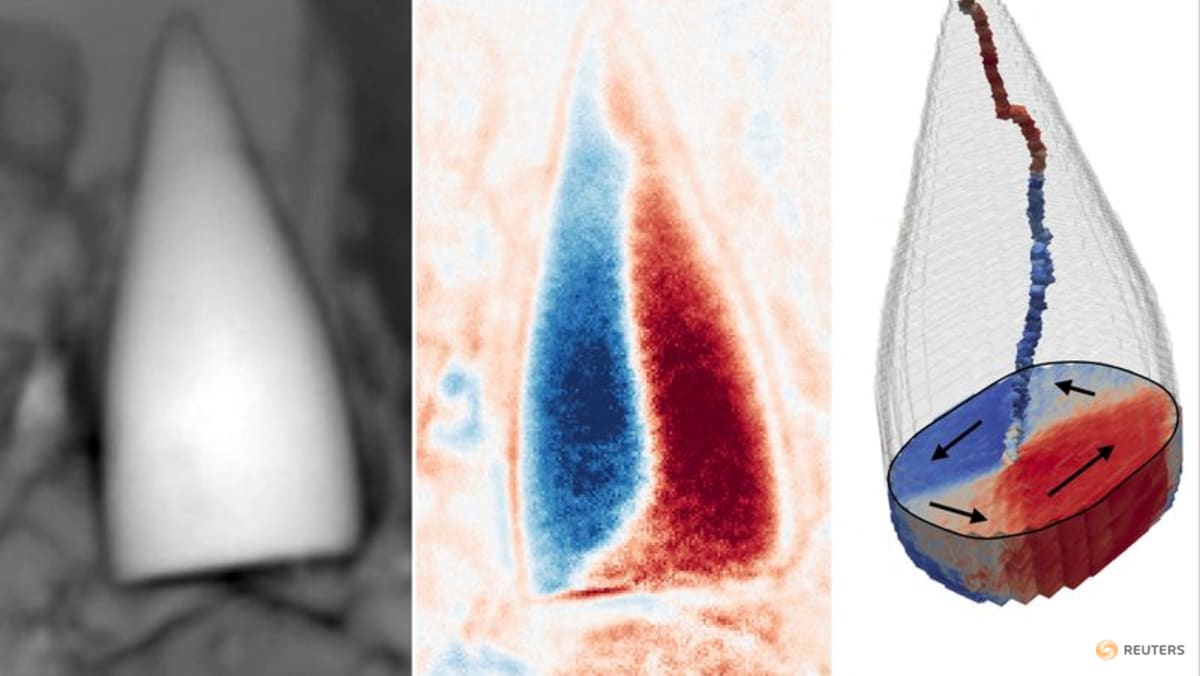 Magnetic fossils may reveal ancient creature's internal 'GPS system'