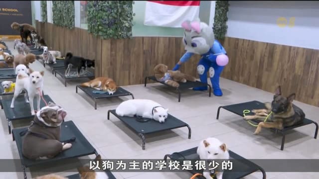 注重宠物身心健康 宠物活动与训练需求增约两成