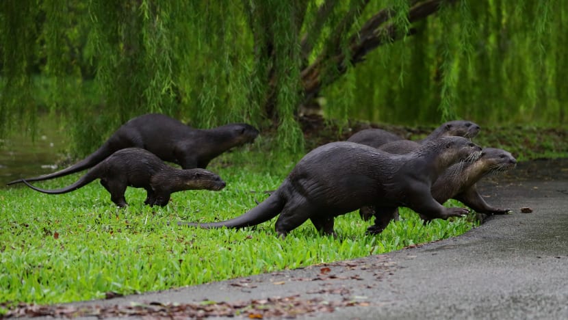 Otter population up sharply but still manageable, say experts who urge public to learn to co-exist with them