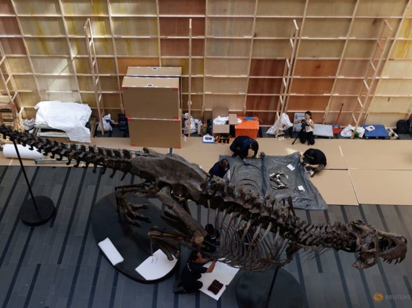 T-Rex skeleton draws crowds in Singapore before auction