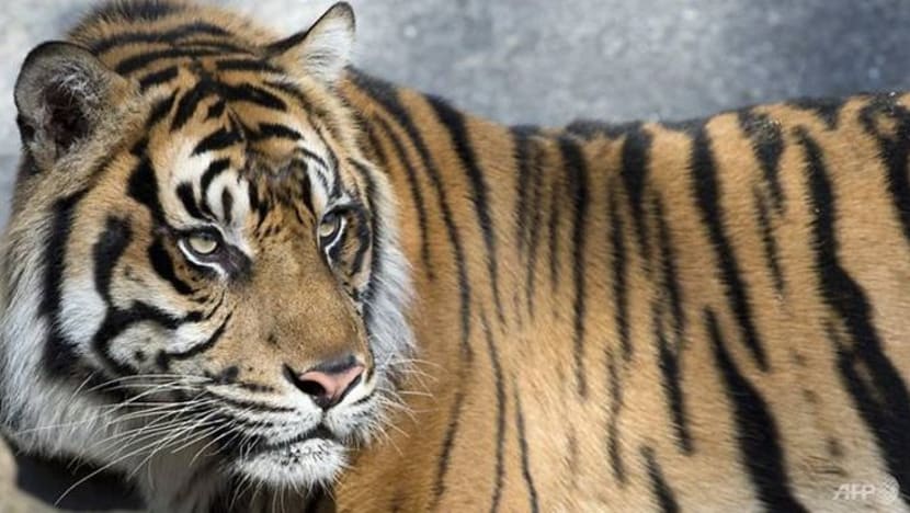 Kelibat harimau belang dilihat berkeliaran di Pulai-Cameron Highlands Kelibat harimau belang dilihat berkeliaran di Pulai-Cameron Highlands
