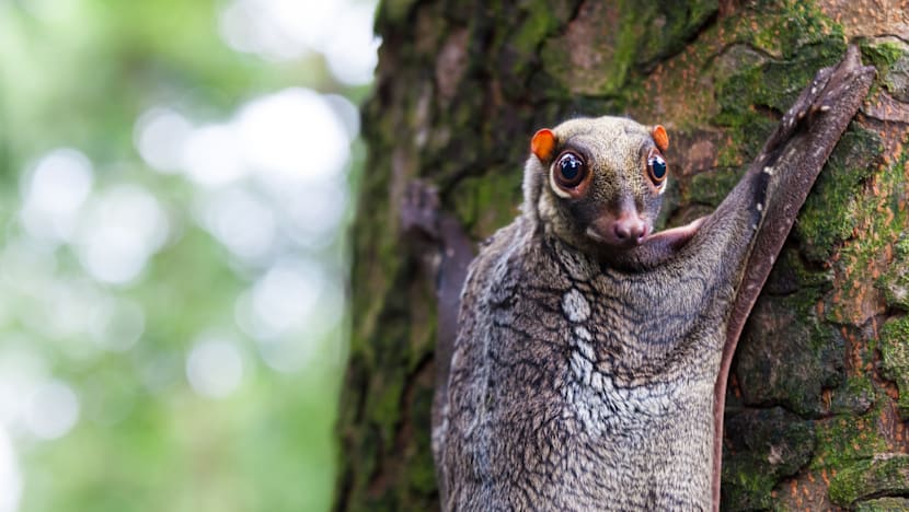 Man charged with wildlife offences including amputating mouse's leg, taking flying lemur and selling snake