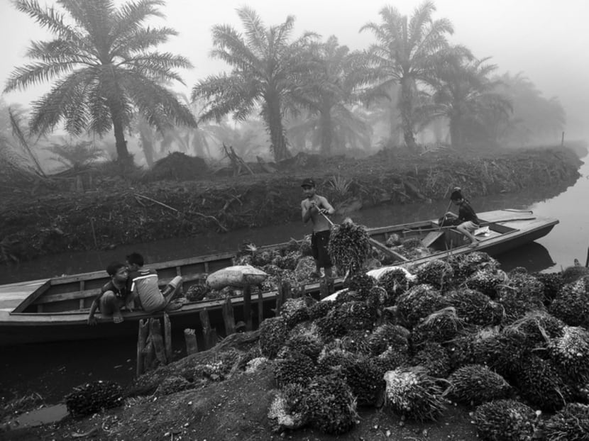Workers unloading palm fruit in Indonesia. About 3 million palm oil smallholders worldwide contribute to 40 per cent of total global production. Photo: Reuters Workers unloading palm fruit in Indonesia. About 3 million palm oil smallholders worldwide contribute to 40 per cent of total global production. Photo: Reuters