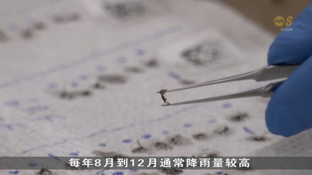骨痛热症肆虐美洲多国 波多黎各进入卫生紧急状态
