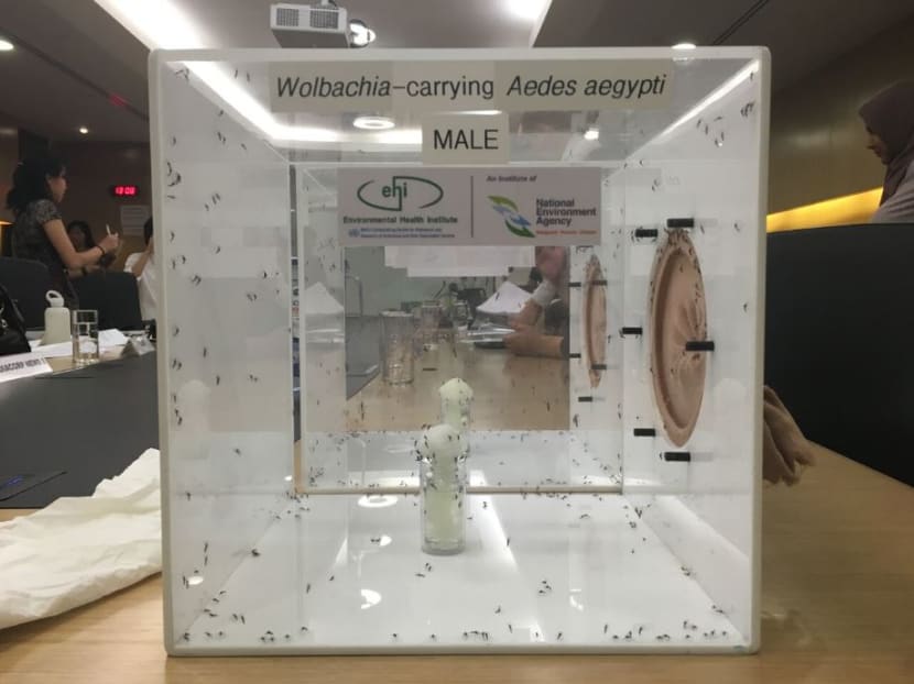 A box of Wolbachia-carrying male mosquitoes. Photo: Siau Ming En