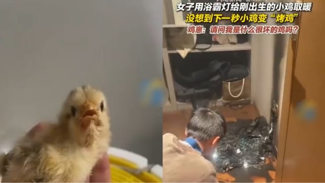 中国女子给小鸡取暖 不料小鸡变烤鸡