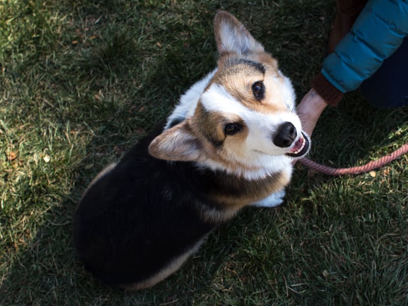 No exercising, dog walking within condominiums' common areas: BCA