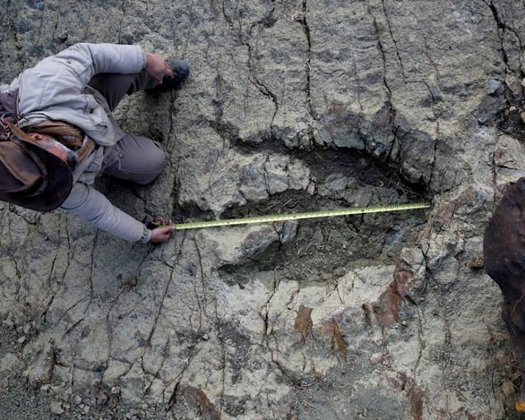 New AI method helps identify which dinosaur made which footprints