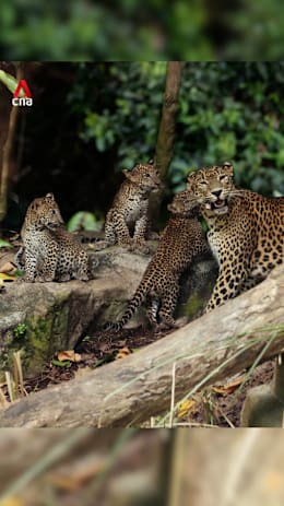 Singapore Zoo unveils its first Sri Lankan leopard cubs