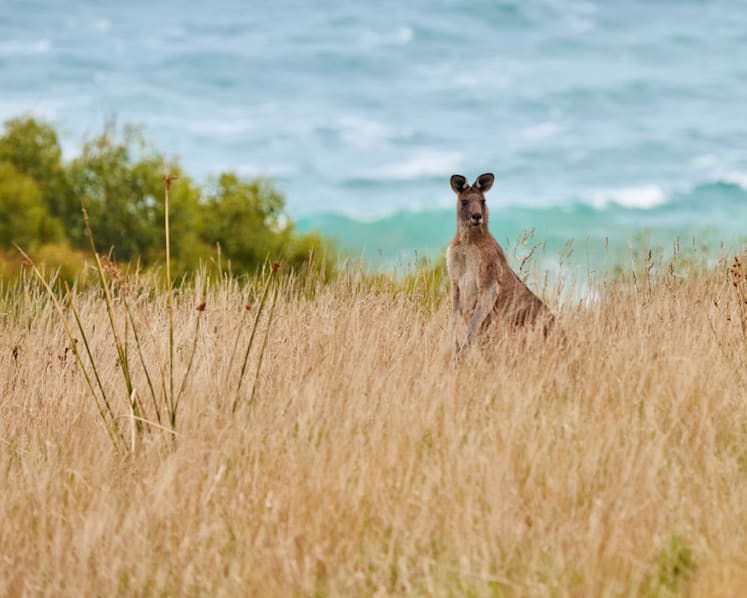 Head Down Under with the family to make memories that will last a lifetime