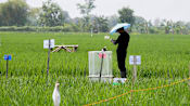 20260427 ili decarbonising rice-6