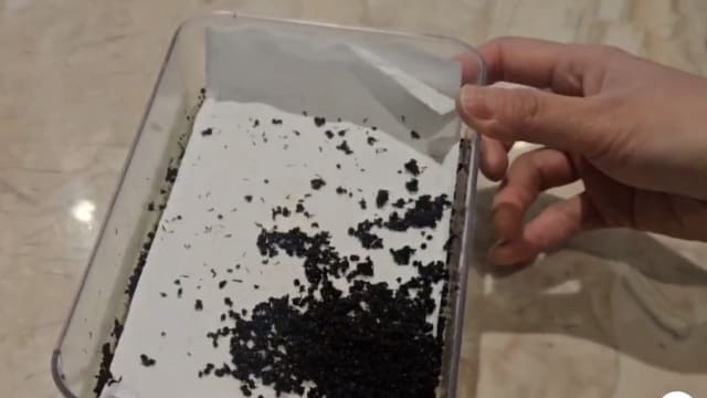 涉非法使用蚂蚁装饰食物 韩国一餐厅被查