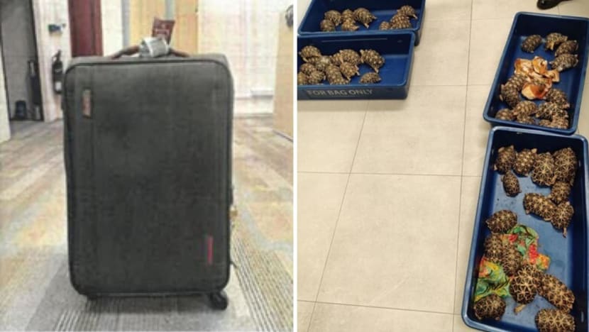 Man gets 16 months' jail for attempting to smuggle 58 Indian star tortoises into Indonesia via Changi Airport Man gets 16 months' jail for attempting to smuggle 58 Indian star tortoises into Indonesia via Changi Airport