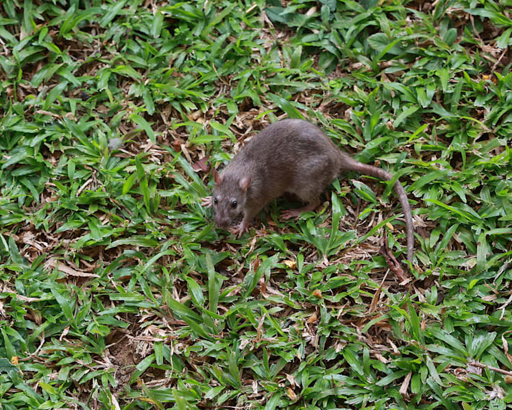 'You'll never remove 100%': Facing hard facts while tackling Singapore's persistent rat population