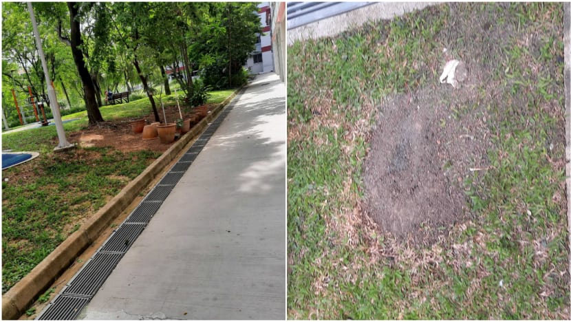 Rat holes in Pasir Ris covered up after residents complain of 'scary' rodent situation Rat holes in Pasir Ris covered up after residents complain of 'scary' rodent situation