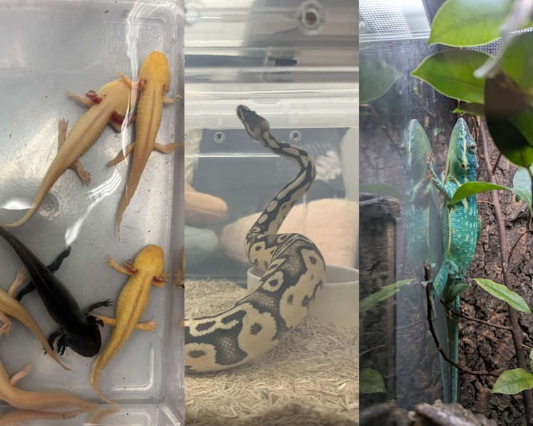 NParks seizes 101 illegally kept wildlife in islandwide raid; 14 animals dead