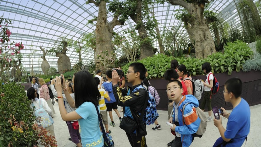IN FOCUS: From reclaimed land to glass domes and towering metal trees - how Gardens by the Bay has blossomed IN FOCUS: From reclaimed land to glass domes and towering metal trees - how Gardens by the Bay has blossomed