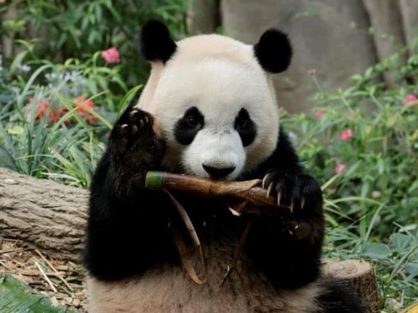 The countdown begins to say goodbye to Le Le (pictured), which will be returning to China after his birth and stay in Singapore.