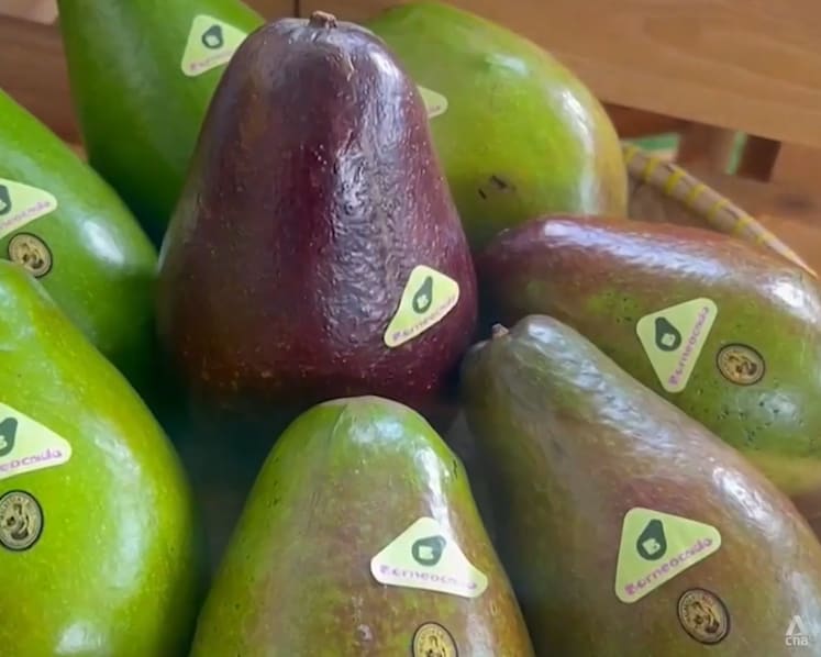 Sabah’s locally grown avocados gain attention as potential major export