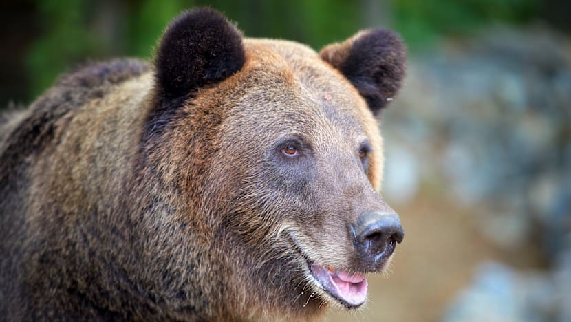 காளான் பறிக்கும்போது கரடியால் தாக்கப்பட்ட பெண்கள்