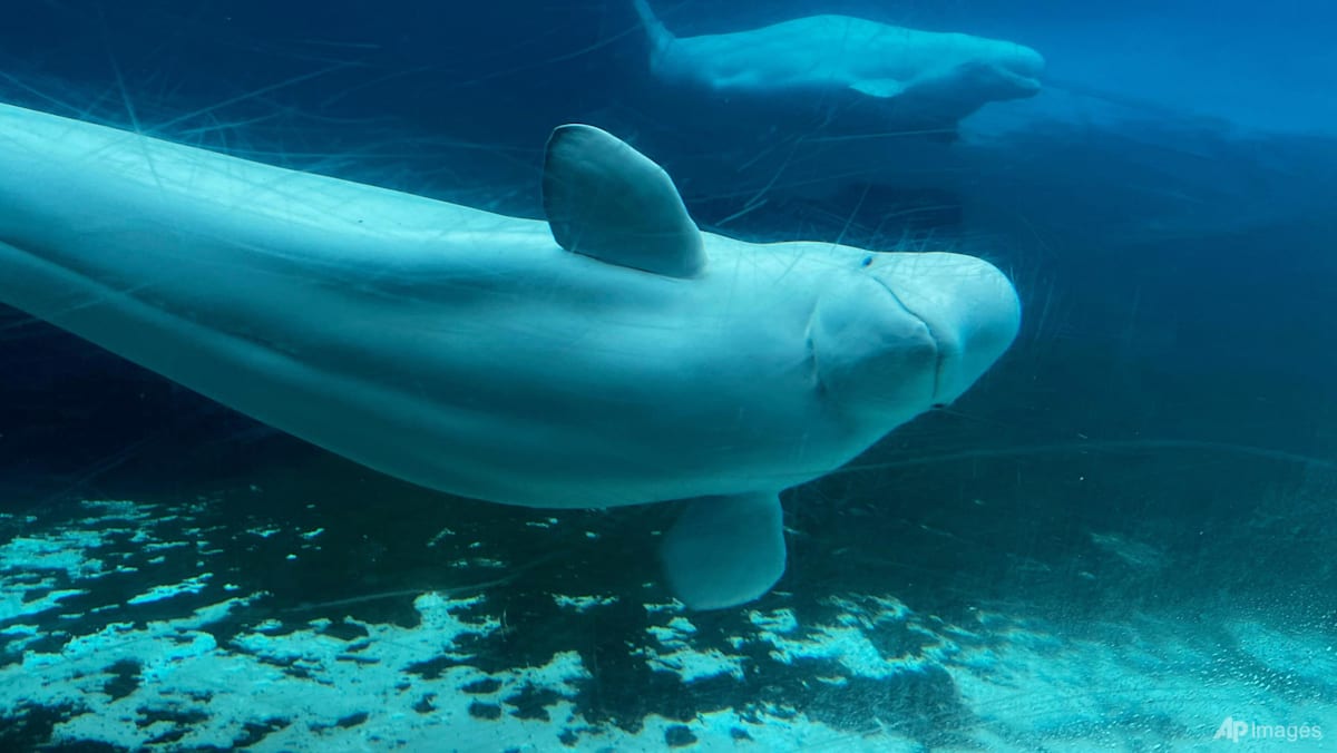 Canadian theme park warns it may euthanise 30 beluga whales if government ...