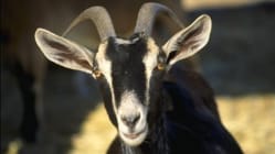 Related article image
