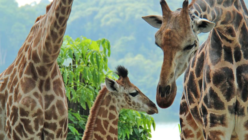 First giraffe calf in 28 years born at Singapore Zoo
