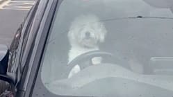 Related article image