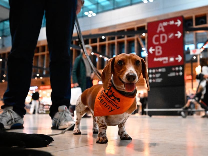 Small dogs with long noses, such as whippets and miniature dachshunds, live for years longer than large flat-faced breeds such as English bulldogs, new research said on Thursday (Feb 1).