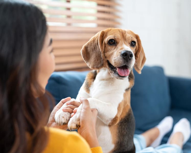Get a dog, live longer? Studies show pet ownership may support better health, but lifestyle matters