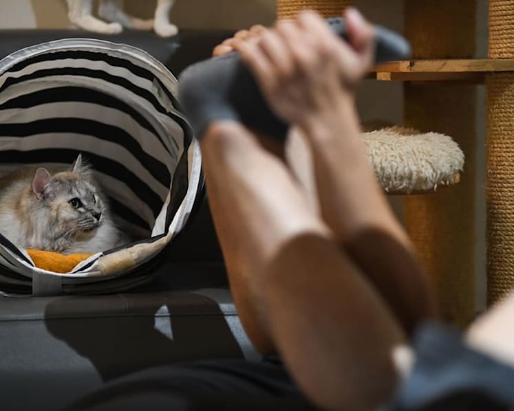 Why does HDB still ban cats as pets in flats?