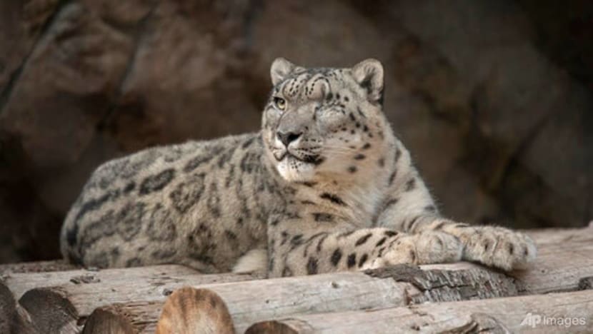 Unvaccinated snow leopard at San Diego Zoo catches COVID-19