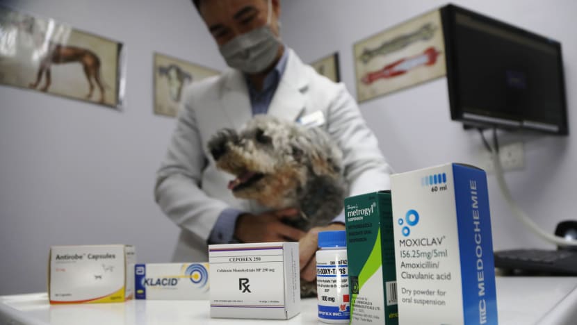 Vets in Singapore get guidelines on proper drug use to tackle antibiotic-resistant bacteria among pets