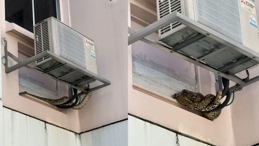 கழக வீட்டுச் சன்னலைத் தட்டிய மலைப்பாம்பு