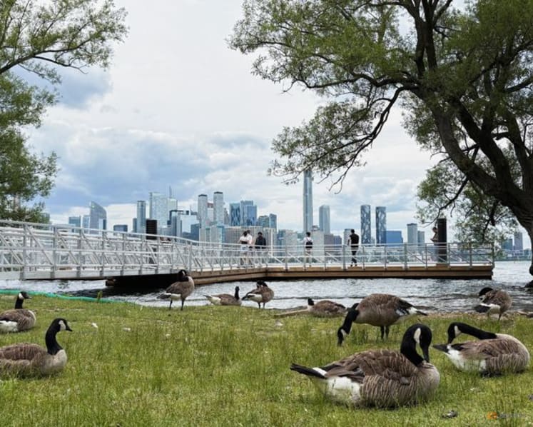 No wild goose chase: Two dogs keep birds off World Cup training pitch in Toronto