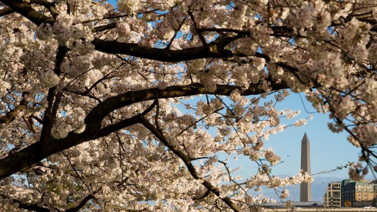 Commentary: Cherry blossoms are proof of a planet going awry