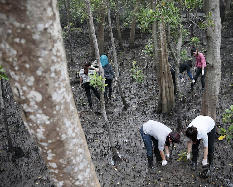 Mangrove field opens at Sungei Buloh Wetland Reserve